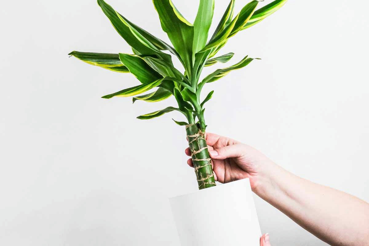 Mettere il tronchetto della felicità in casa: ecco perchè devi farlo