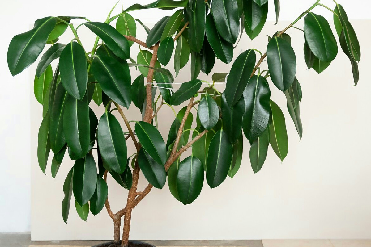 Piante da evitare in camera da letto: come compromettono la qualità dell'aria e il riposo notturno