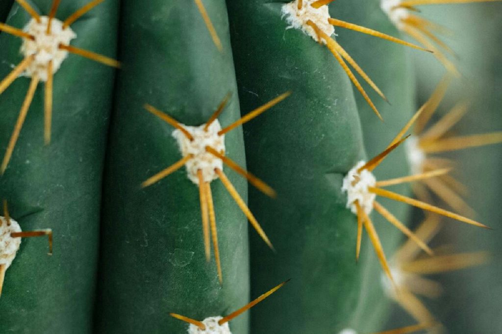 Piante da evitare in camera da letto: come compromettono la qualità dell'aria e il riposo notturno