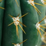 Piante da evitare in camera da letto: come compromettono la qualità dell'aria e il riposo notturno