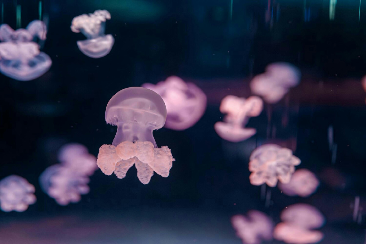 Pochi immaginano cosa succede davvero quando in questo lago si nuota tra milioni di meduse