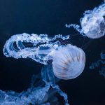 Pochi immaginano cosa succede davvero quando in questo lago si nuota tra milioni di meduse