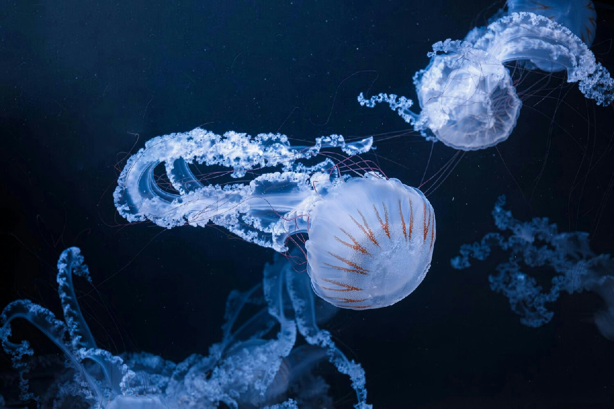 Pochi immaginano cosa succede davvero quando in questo lago si nuota tra milioni di meduse