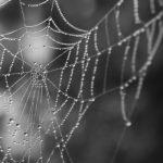 La tela tessuta dalle femmine di ragno della corteccia di Darwin è la più resistente al mondo