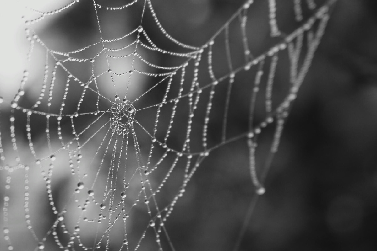 La tela tessuta dalle femmine di ragno della corteccia di Darwin è la più resistente al mondo