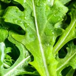 Valori nutrizionali e benefici della cicoria: come gustarla con ricette sane e gustose