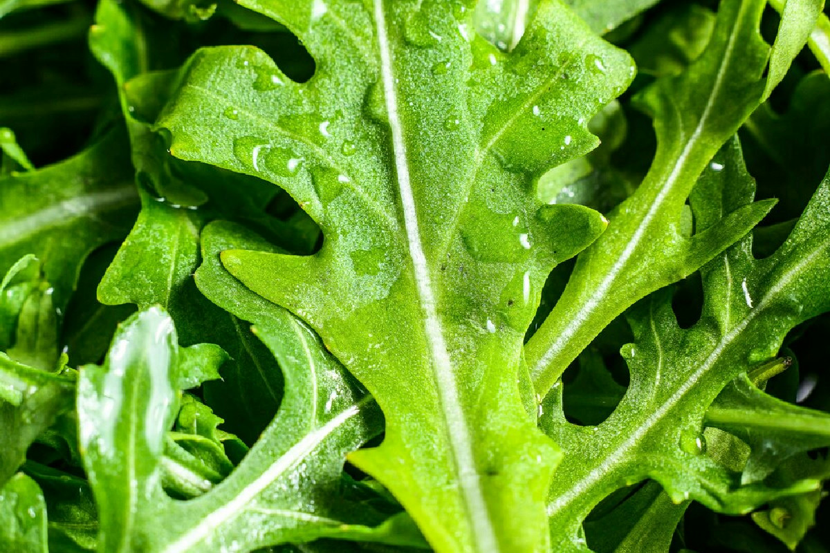 Valori nutrizionali e benefici della cicoria: come gustarla con ricette sane e gustose